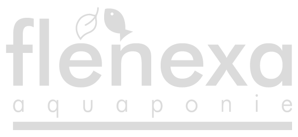 Co-organizing events and interconnecting various activities – Flenexa